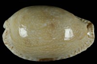 藏品(腰斑寶螺)的圖片